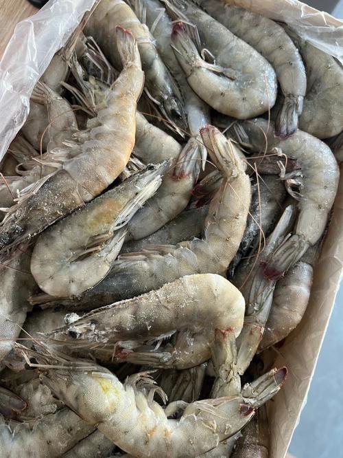 青岛几月买虾最便宜