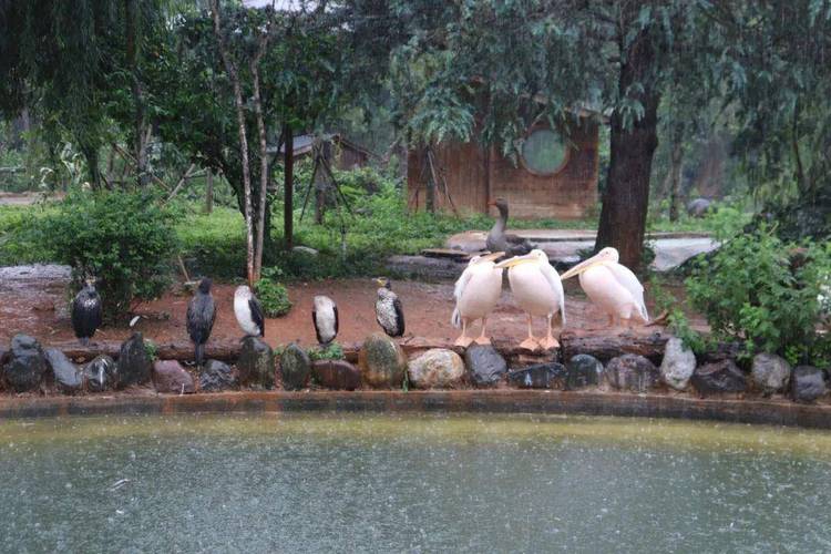 大青山野生动物园下雨天可以玩吗