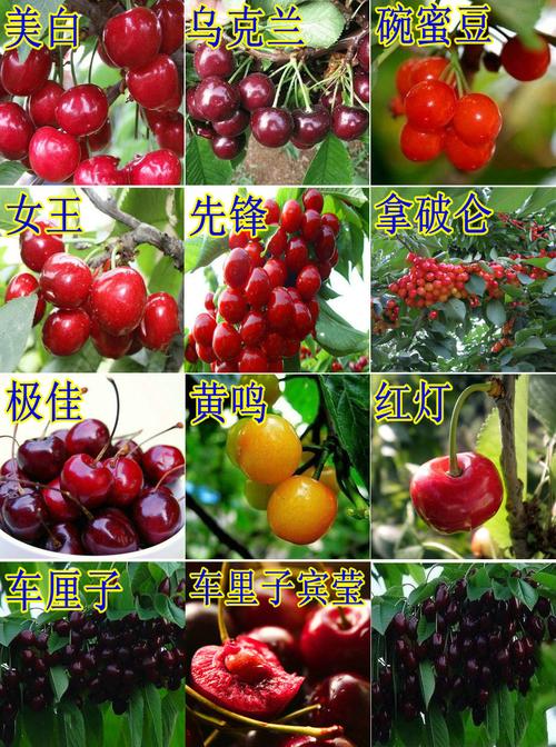 十大著名樱桃品种排名